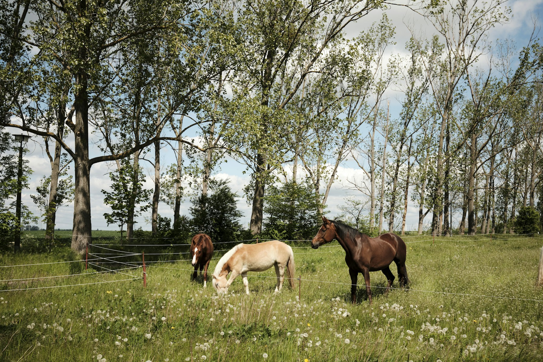 Chevaux au pré, illustration de la fiche fictive