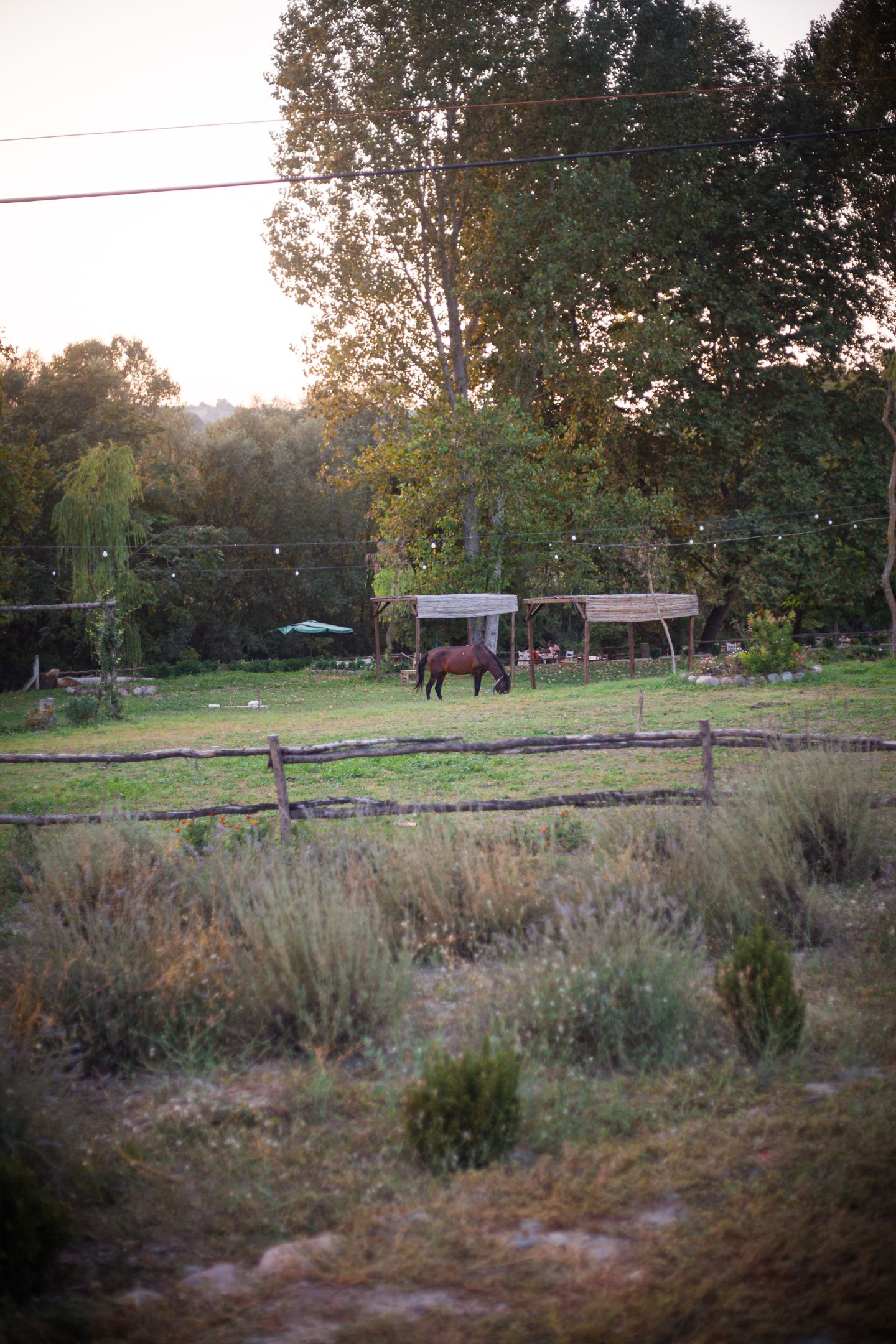 Cheval près d’une clôture, photographie d’illustration