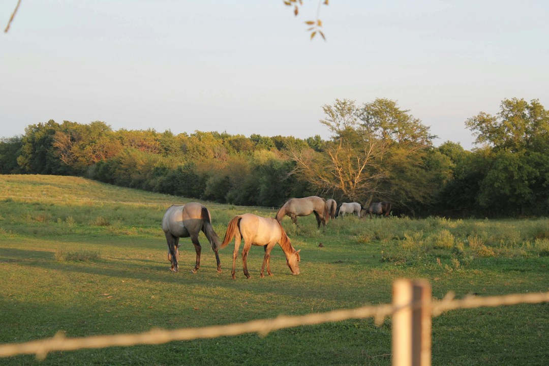 Chevaux au pré, photographie d’illustration