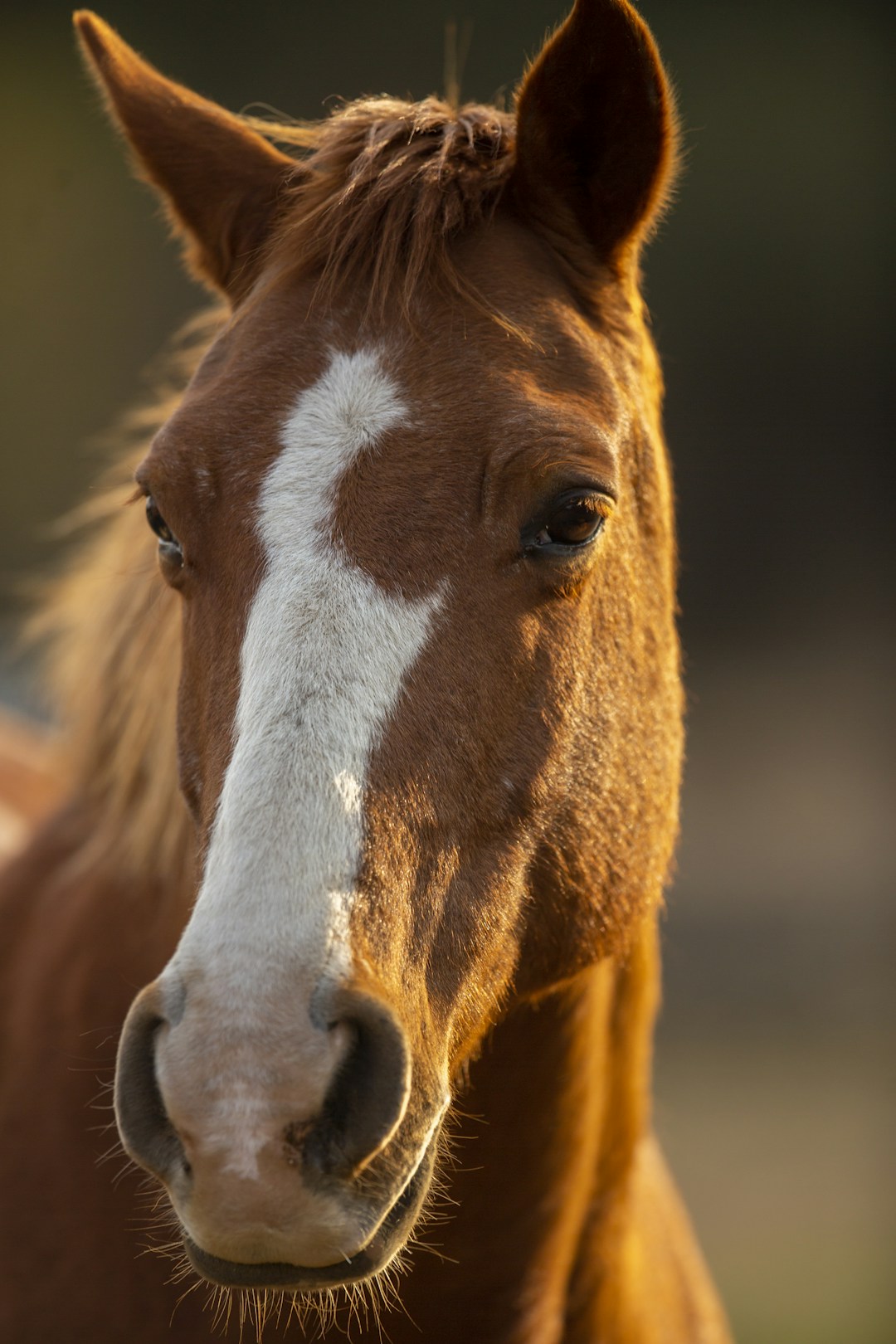 Cheval, photographie d’illustration